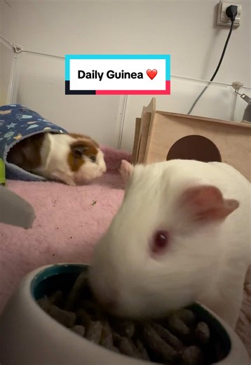 Daily Guinea: The Beauty of Albino Guinea Pigs