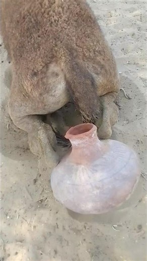 When Camel Becomes a Comedian 🤣 | Must Watch