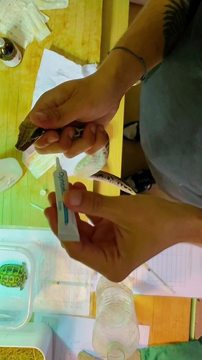 PimpMyJungle sur TikTok