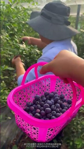 The Ultimate Blueberry Eating Guide 🍓✨ BlueberryEating HealthySnack