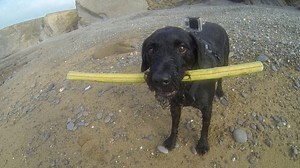 GoPro Fetch Dog Harness: Capture the Action with Martin Dorey | Expert photography blogs, tip, techniques, camera reviews - Adorama Learning Center