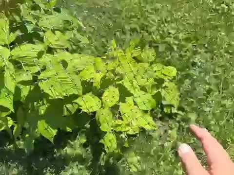 Garden netting protects plants from deer and birds!