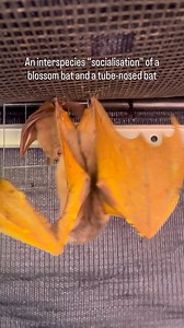 277K views · 12K reactions | An interspecies “socialisation” of a...