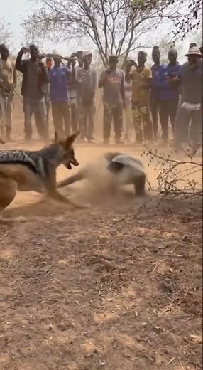 Honey Badger vs. Jackals – A Fight in the Wild Forest Caught on Camera!