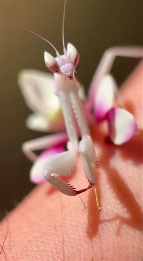 5 Insects with Terrifying Bites#curiosities #curiousfate #viral #nature #animals #world