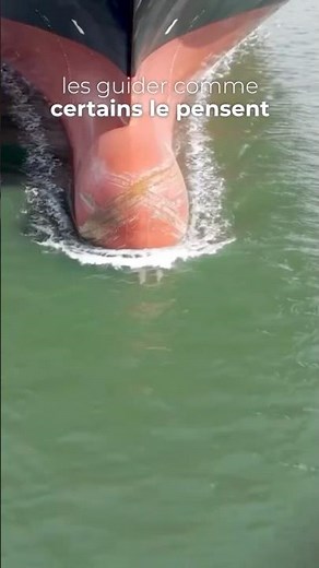 How do dolphins move forward effortlessly? 🐬