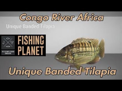 Fishing Planet - Unique Banded Tilapia Congo River Africa
