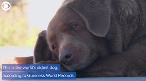 357K views · 23K reactions | WORLD'S OLDEST DOG: A dog in Portugal has officially been recognized as the world's oldest dog, coming in at 30 years old. | WNCT-TV | Facebook