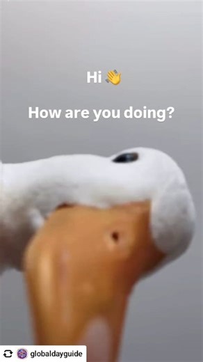 Popping in to say HI and checking in on you all. Let’s glow up, show up, and make today amazing! ✨💛 Wishing you a beautiful day 🌟 Posted @withregram • @globaldayguide #goodvibesonly #Hello #duck Video credit @ducks_in_space_ | Chris Parrish