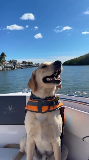 dogs on boats 🥰 #Dogs #boats #boating | MarineMax