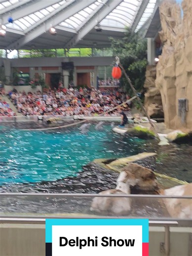 Delphi Dolphin Show at Duisburg Zoo — Magical Live Performance