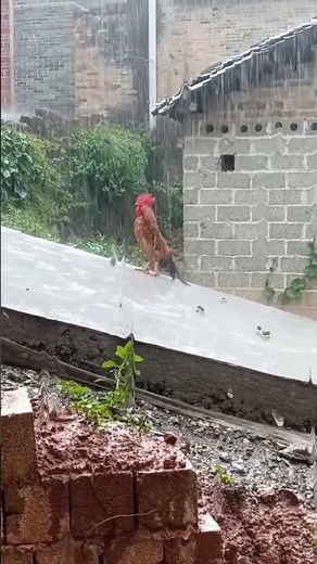 #rap #music #foryou #funny #cute #pets #funnyanimal