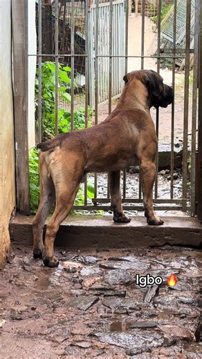 Understanding the Boerboel Breed: Insights from Igbo