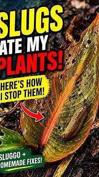 Stop Slugs FAST (Sluggo + Easy Home Fixes) #garden #gardening