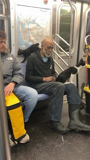 Exploring Subway Creatures in NYC