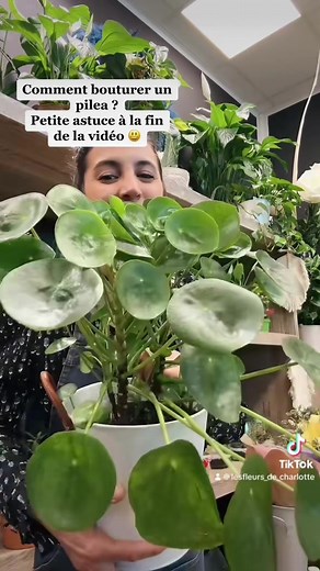 Comment bouturer un Pilea : astuces et conseils pour réussir la bouture