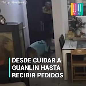 Todo ocurrió en una fracción de segundos. Nuomi estaba junto a su dueña en la sala. De pronto se puso a ladrar, sobresaltando a la niña. El perro le estaba diciendo que alguien llegaría a la casa. Y le dio el tiempo suficiente para salvarse de un castigo. Síguenos en nuestro canal de YouTube: youtube.com/elkiwi | Héroes