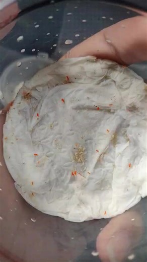 Springpod Ph on Reels