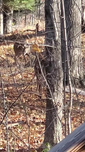 Intense Deer Fight: Clash of Two Bucks!