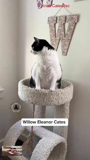 Take it like a big girl gulp #3southern #cats #tiktok #loves #kristicates | Kristi Catess