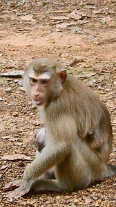 Million sad to see mom monkey sick and vomit. | Monkey Soo