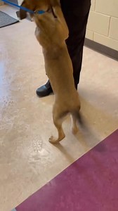 This is Brownie her animal ID is A024151. She is currently on the Urgent list rescue only. Brownie is a 5month old brown and black female Germ Shep weighing 19.00lbs. She was Found on 02/27/25 near MUNDYS MILL RD in Clayton County. She is high energy, people friendly, non dog reactive and very sweet. If any rescue is interested, please contact us at Rescue.coordinator@claytoncountyga.gov | Clayton County Animal Control