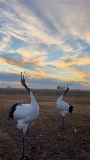 4.6K views · 207 reactions | Red-crowned Cranes (丹顶鹤,Grus japonensis), in Heilongjiang province. They are under top-class state protection in #China. It is a large East Asian crane among the rarest cranes in the world. ❤© ❤❤❤ #Nature #Peace #wildlife #Chinese #love #travel | Lin hillside | Facebook