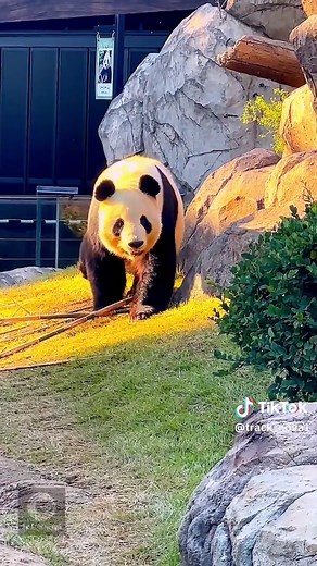 This isn’t just a cute panda… it’s the largest panda ever recorded — nature went all out on this one 🐼 #TrackNova #GiantPanda #fyp #Viraltiktok #foryoupage❤️❤️