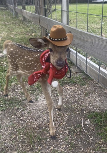 Cute Baby Deer Adventures
