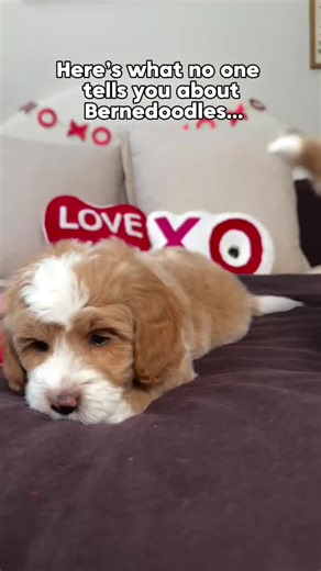 Everyone thinks Bernedoodles get big… but not all of them do 🐾 This petite mini litter is estimated to mature around 18–27 lbs full grown. They’re compact in size, but still have that same amazing Bernedoodle personality everyone loves 🤍 ✔️ Affectionate ✔️ Loyal ✔️ Family-oriented ✔️ Playful and smart • • • #petiteminibernedoodle #minibernedoodle #bernedoodlelife #lowsheddingdog #bernedoodlepuppy