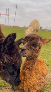 8.8K views · 447 reactions |  ICYMI.... BABY ALPACA!  We’re delighted to share with you some amazing news. Yesterday, on Valentine’s Day, our resident female alpaca Alice has unpacked (given birth) to the most gorgeous little cria. 殺凉 As yesterday was February 14th, we’ve called this spectacular new arrival, Valentine  | Rand Farm Park | Facebook
