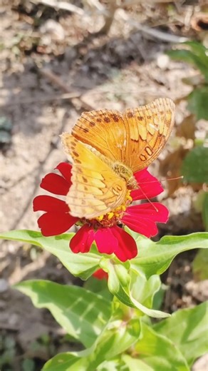nature beautiful scenes 🤩😀 #flowers #butterfly #garden #greenscreen