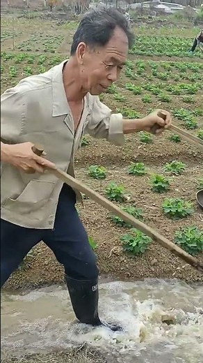 working process of a dragon-bone waterwheel (chain pump)