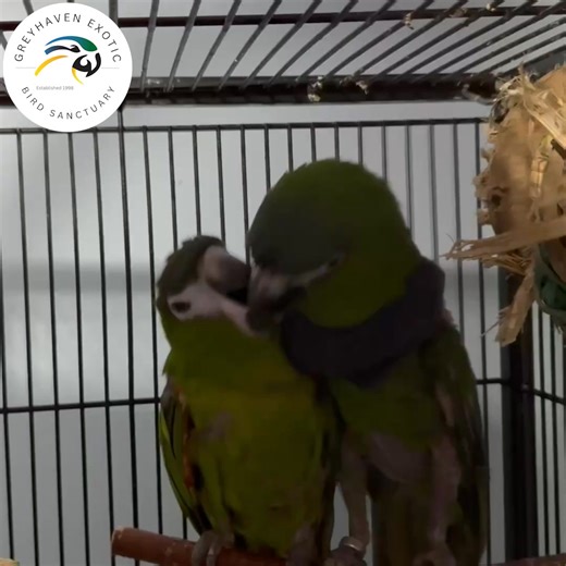 Bakit and Buboy are a bonded pair of Hahn’s macaws. Hahn’s macaws are one type of mini macaws, and they are the smallest kind of macaw. Mini macaws are predominantly green, and they pack all the personality and mischief of macaws into a smaller package. Bakit and Buboy love each other very much, demonstrated by them regurgitating for, and feeding each other. Even though Bakit and Buboy are a bonded pair of birds, they interact with their human caretakers and they are very fun to be around. Bakit