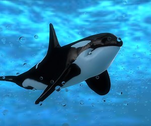 ArtStation - Killer Whale Model 17 Animations  Uasset and unitypackage | Game Assets