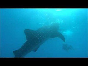 HDR-AS15 スキューバダイビング編