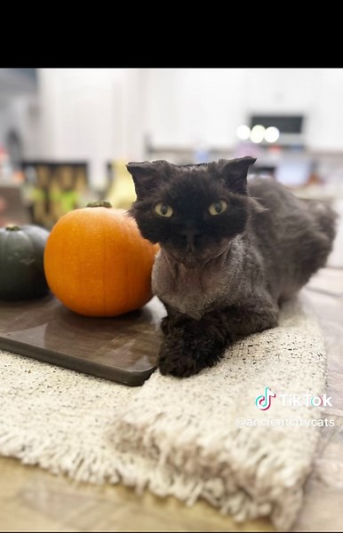 🎃 Penelope #scottishfold #devonrex #halloween
