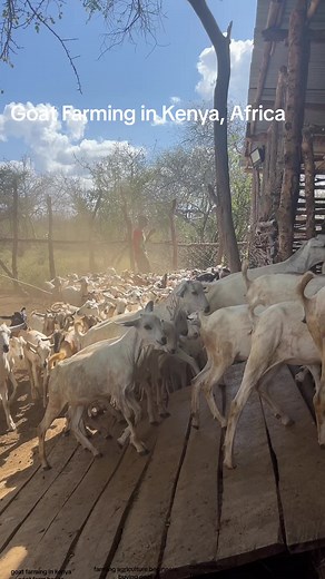 Building a Successful Goat Farming Business in Kenya | Ranching Life