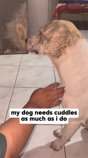 Dumbo Octopus Cuddle Moments with Kamorgue