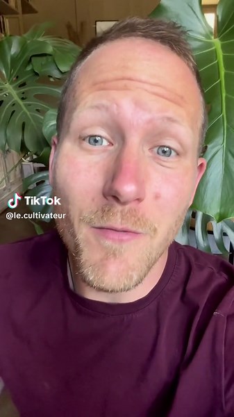 Comment cultiver un citronnier en pot facilement ?