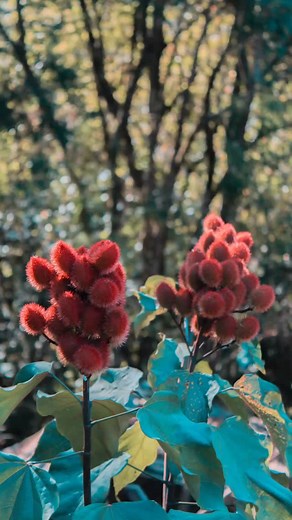 Annatto Achiote / Lipstick plant Bixa orellana is a tropical shrub native to Central and South America where it is a prized plant for its colour, as a paint, dye for food and textiles and a spice. Its rich red orange colour comes from a waxy coating around its seeds that are encased by a lovely red fluffy pod. As a child I loved picking these pods and being so delighted to use a little paint brush and paint myself with its bright orange colour. Natural lipstick that is also tasty! I currently ha