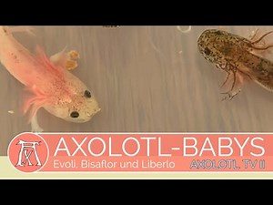 Axolotl Aufzucht: Meine Baby Axolotl Evoli, Bisaflor und Liberlo