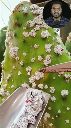 The Insect Behind Your Lipstick! 😳#lipstick #beautyfacts