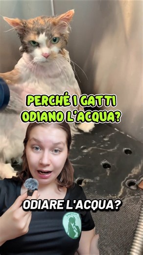 Why do CATS hate water?