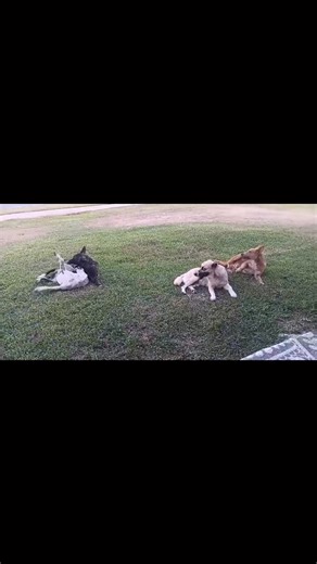 🐾 As many of you know, feeding homeless pups is a full-time gig ❤️ We do it after work, during lunch breaks, and anytime we can! Sometimes, we meet amazing people with the same passion — and Christine is one of them 🙌 🚶‍♀️ She walks to work every day and still finds time to feed the strays. She’s a true animal champion 🐶💖 We’ve teamed up with her to help expand our reach and spread more love to pups in need 🦴🐕 With every donation we receive, we’ll partner with Christine to grow the Feedin