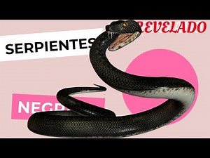 ✅ Dreaming of BLACK Snakes!!! ❌ WHAT DOES Dreaming of Vipers Mean? (2021) Dreams That Reveal