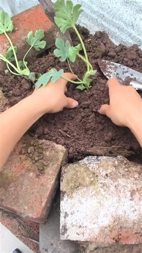 Planting young watermelon seedlings Tutorial #agriculture #farming #shorts