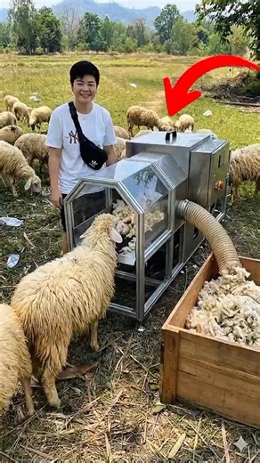 Insane Sheep Shearing Machine 😲 | Super Fast Wool Removal | Farming Tech #shorts