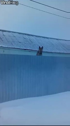 810K views · 4.6K shares | This dog jumping on a trampoline is bound to make your day! (Via: ViralHog) | Fox News | Facebook