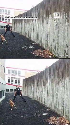 Officer saves baby deer with one arm catch